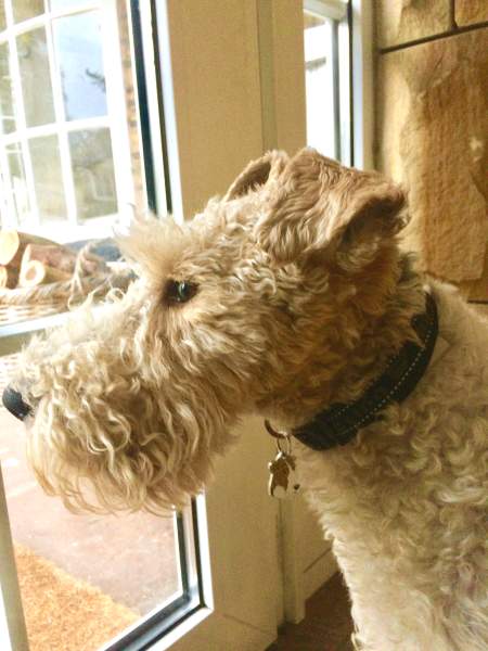 Dillon the Fox Terrier.jpg